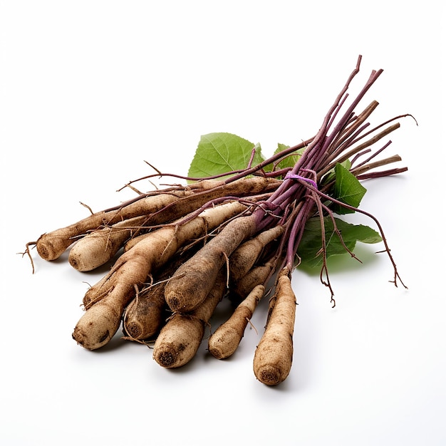 Racines de vitalité Racines de bardane sur un fond blanc