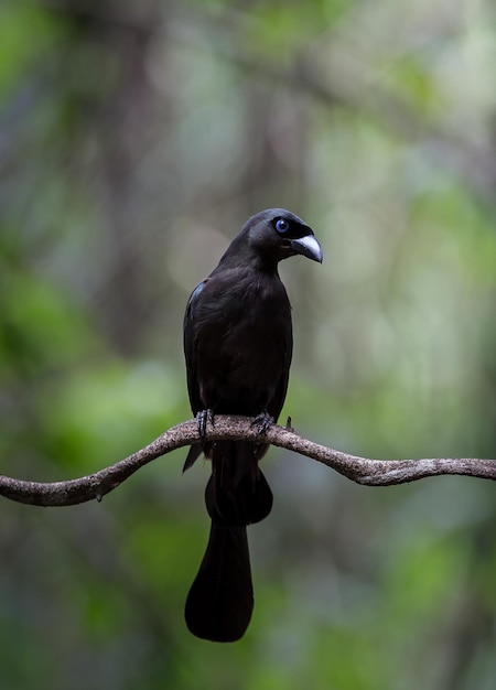 Rackettailed Treepie Crypsirina temia sur branche d'arbre dans le parc de la Thaïlande