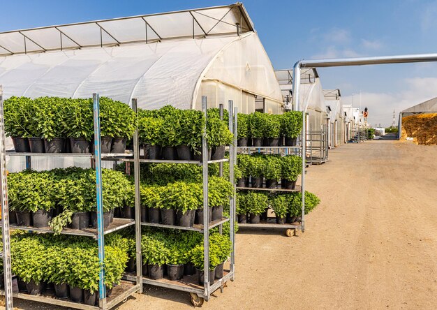 Racks de chrysanthèmes en pot