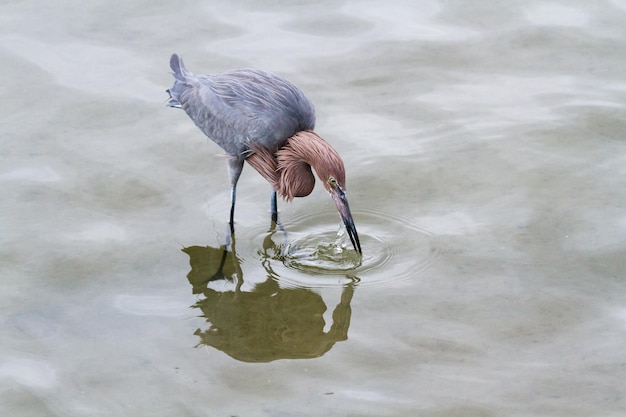 Raddish Heron dans son habitat naturel sur l'île South Padre, TX.