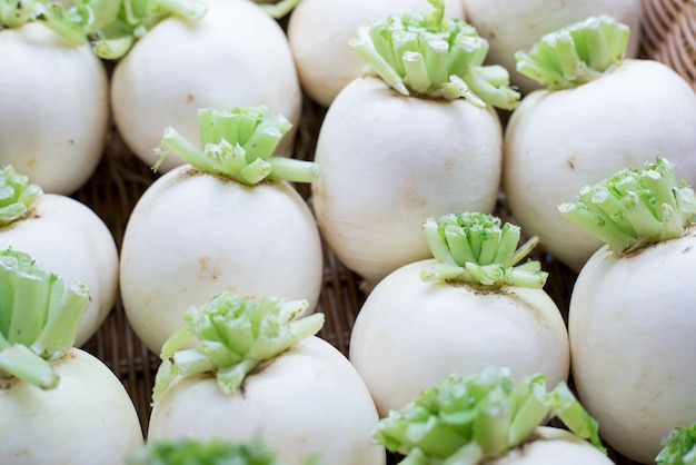 Radis blanc, navets blancs aussi appelés Mollie dans le jardin