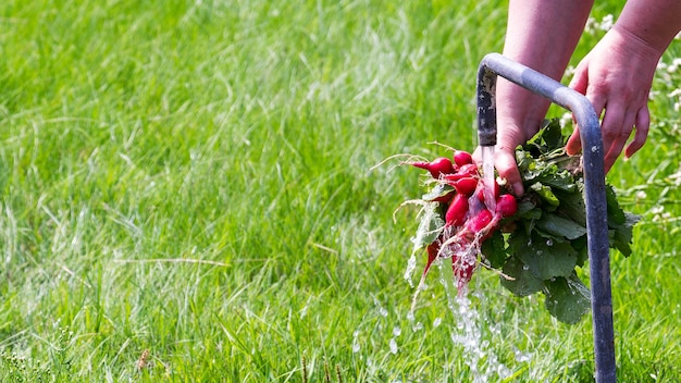Radis Bouquet de radis lavé sous un jet d'eau à l'arrière-plan de la pelouse