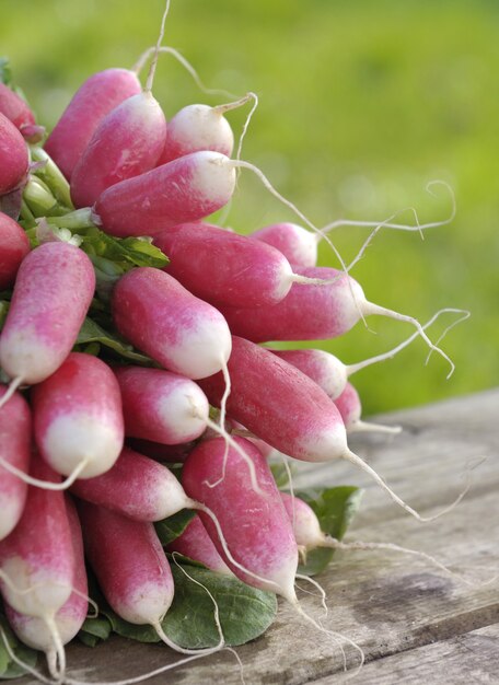 Radis frais dans un jardin