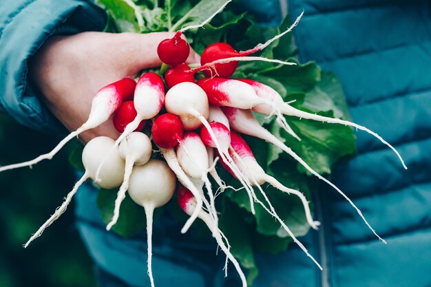 Radis frais Mains d'agriculteurs tenant un bouquet de radis biologiques fraîchement récoltés