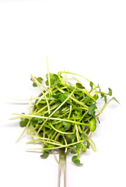 Radis microgreen sur fond blanc isoler. Mise au point sélective. la nature.