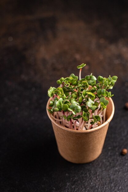 Radis microvert cru manger pétales verts semis frais aliments crus collation fraîche prêt à manger repas