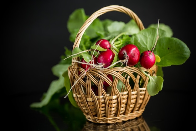 radis mûrs biologiques naturels frais dans le panier isolé sur fond noir