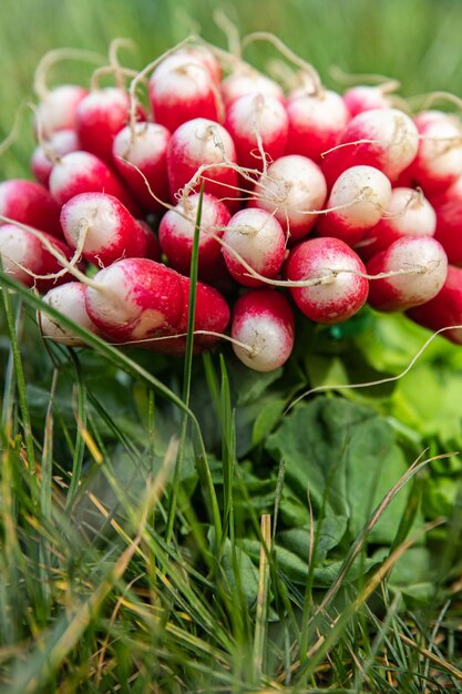 radis printemps légume racine récolte tas de légumes frais sain repas régime alimentaire collation