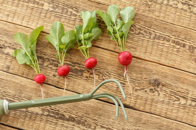 Radis rouge mûr sur un sac avec des outils de jardin