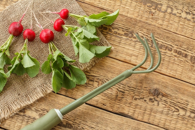 Radis rouge mûr sur un sac avec des outils de jardin