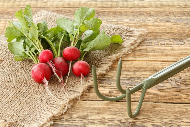 Radis rouge mûr sur un sac avec un râteau sur les vieilles planches de bois