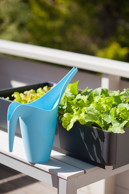 Radis et salade de plus en plus dans un récipient sur le balcon