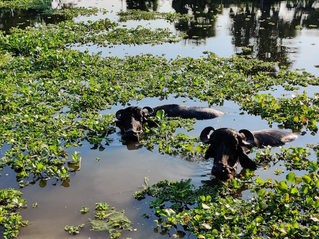 Rafraîchissement de buffle d'eau. Deux buffles d'eau se baignant dans l'étang.