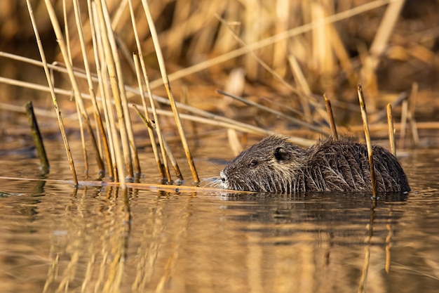 Ragondin calme nageant dans les marais dans la nature estivale.