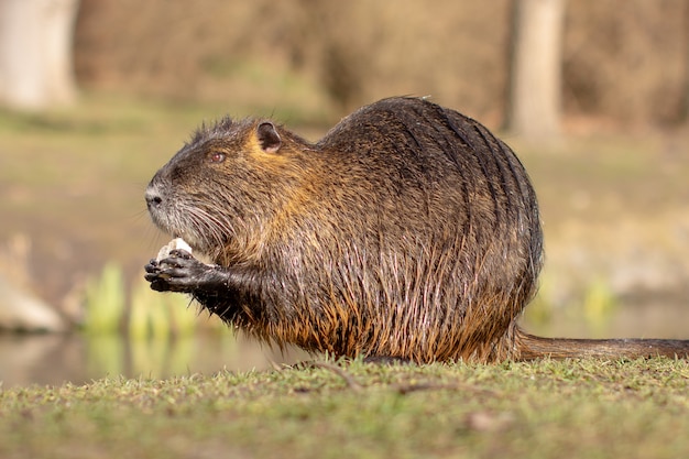 Photo ragondin, myocastor coypus ou rat de rivière à l'état sauvage près de la rivière