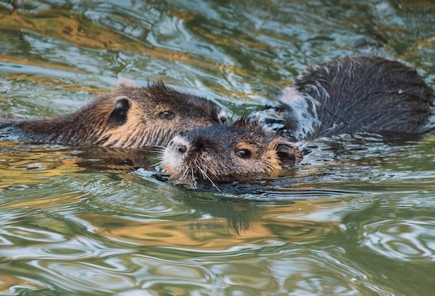 Ragondin nageant dans la rivière Rivière de la ville avec des ragondins