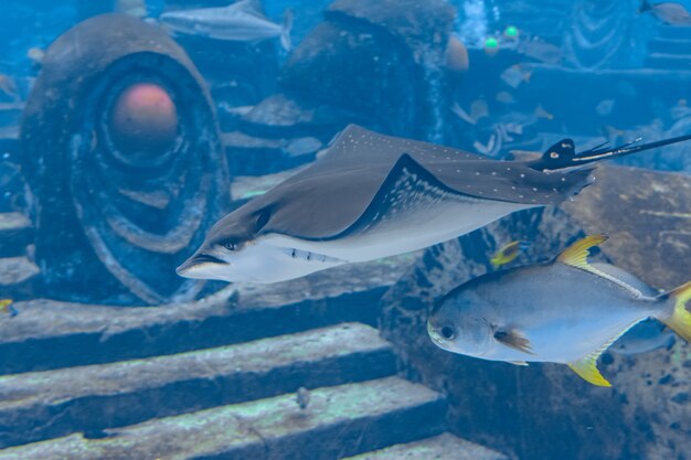 La raie aigle ocellée (Aetobatus ocellatus) est une espèce de poisson cartilagineux de la famille des raies aigle Myliobatidae. Atlantis, Sanya, île de Hainan, Chine.