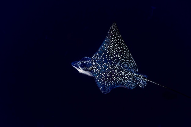 Raie manta aigle en plongée aux Maldives