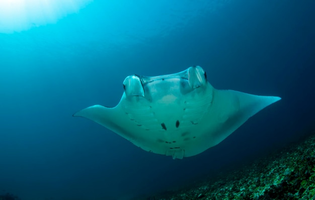 Raie manta. Monde sous-marin de l'Indonésie.