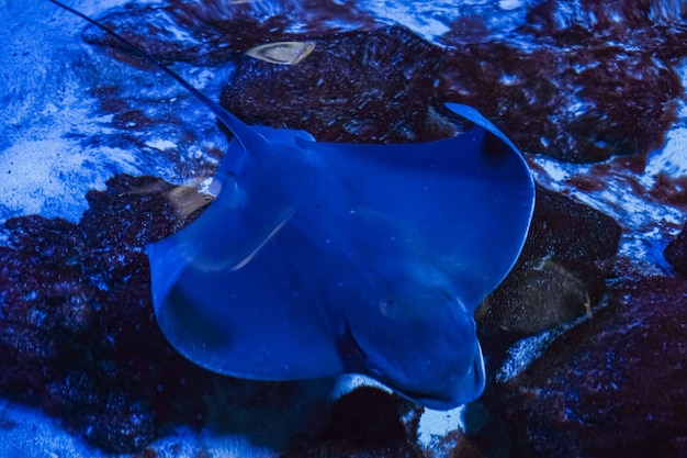 La raie nage sous l'eau La raie est un poisson de mer plate Une raie électrique nage parmi les algues en eau peu profonde dans une scène océanique exotique Dangereux pour la vie humaine