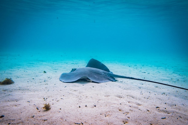 Photo la raie nageant dans la mer