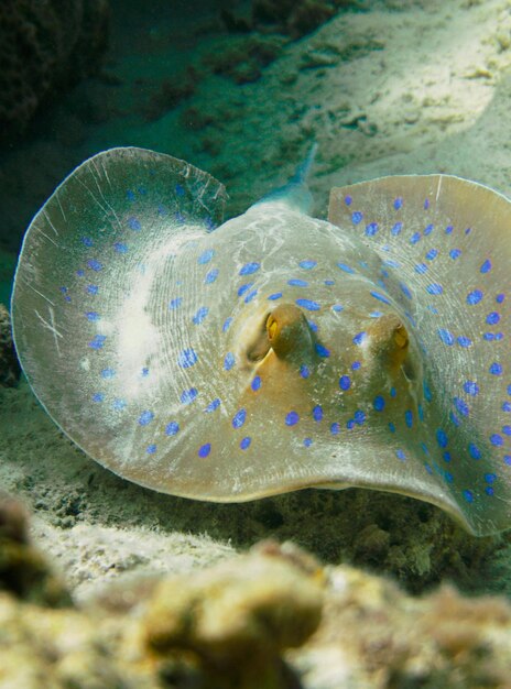 Une raie tachetée bleue nageant dans le sable de la barrière de corail colorée de la mer Rouge à Egy