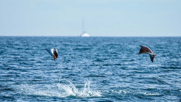 Les raies Mobula sont des sauts hors de l'eau