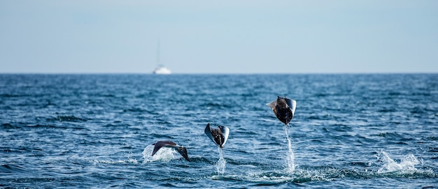 Les raies Mobula sont des sauts hors de l'eau