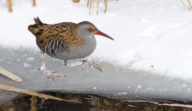 Le rail d'eau va sur la glace