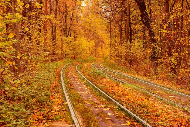 Rails dans la forêt