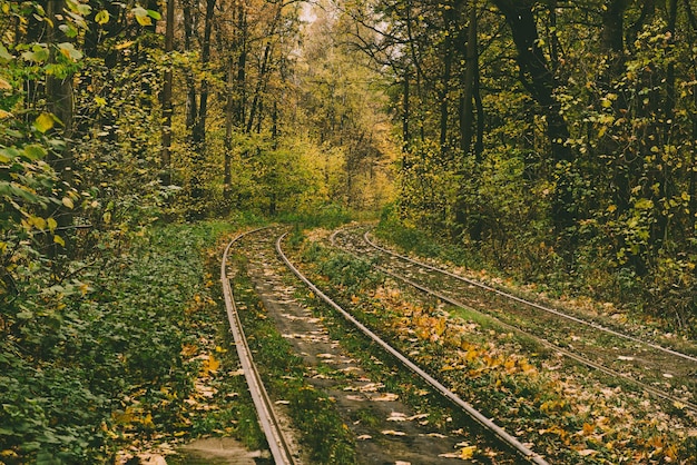 Rails dans la forêt