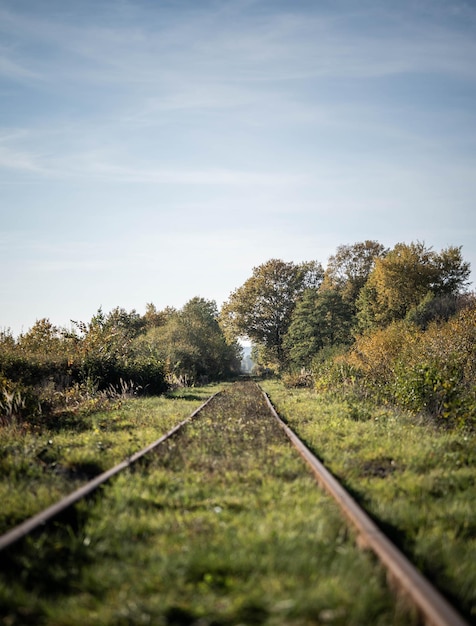 Rails menant à un tunnel naturel fait d'arbres incroyable faune