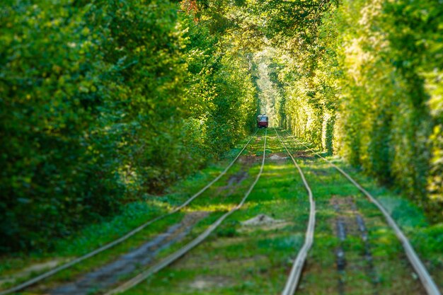 Rails de tram et de tram dans la forêt colorée