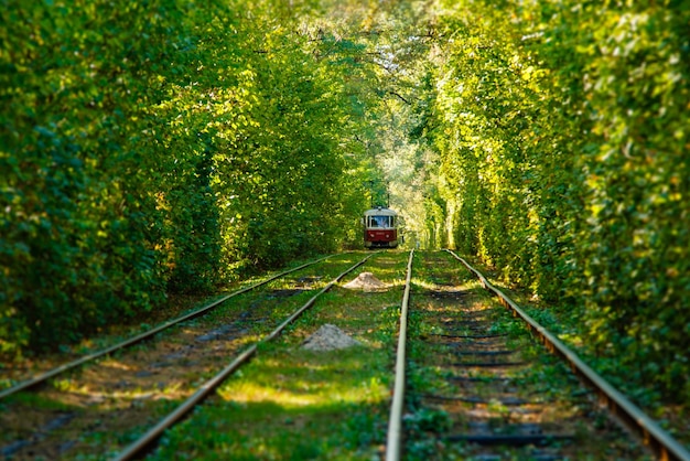 Rails de tram et de tram dans la forêt colorée