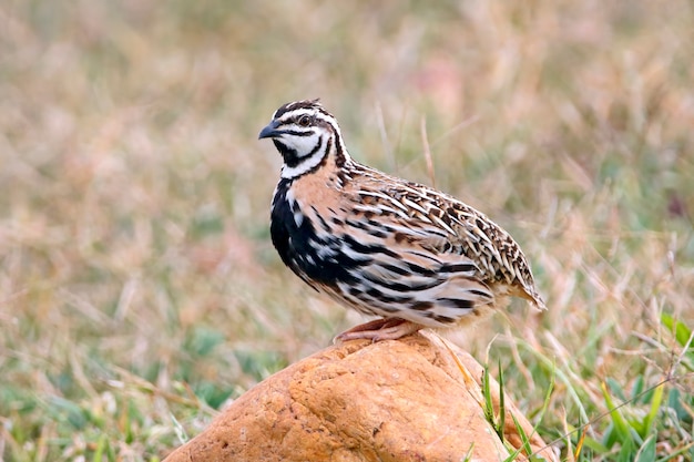 Rain Cail Coturnix Mignons Oiseaux de Thaïlande