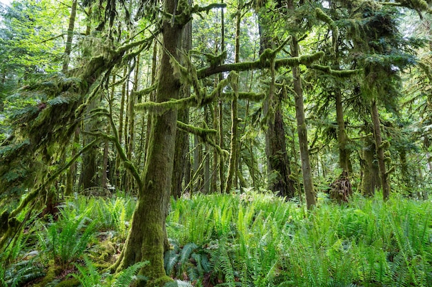 Photo rain forest