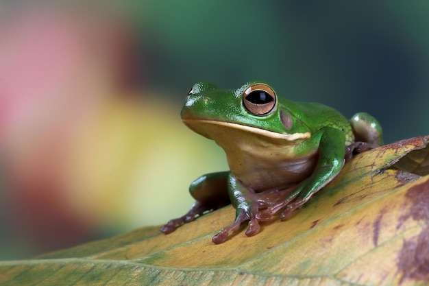 Rainette aux lèvres blanches Litoria infrafrenata sur les feuilles vertes