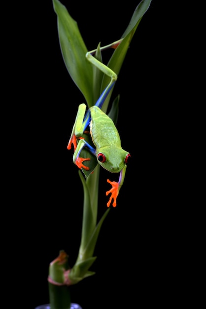 Rainette aux yeux rouges accrochée à un arbre