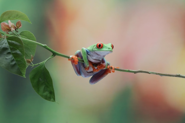 Rainette aux yeux rouges assis sur une branche avec fond isolé