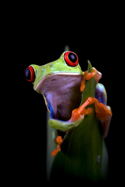 Rainette aux yeux rouges assis sur des feuilles vertes