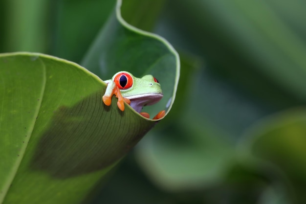 Rainette aux yeux rouges assis sur des feuilles vertes