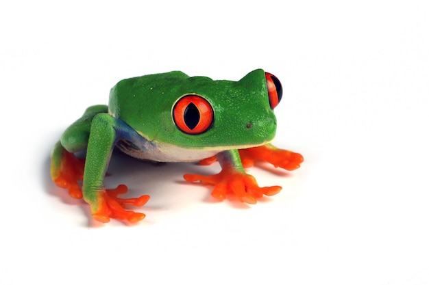 Rainette aux yeux rouges assis sur des feuilles vertes