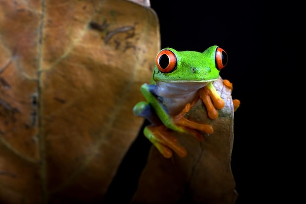 Rainette aux yeux rouges assis sur des feuilles