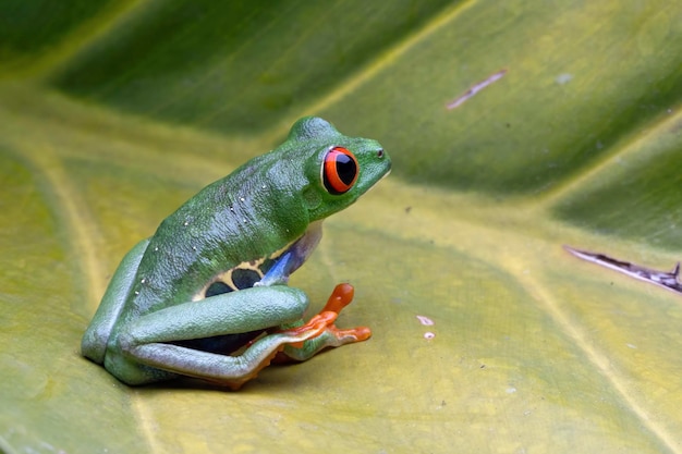 Rainette aux yeux rouges assise sur des feuilles vertes