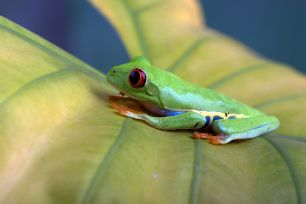 Rainette aux yeux rouges sur feuille jaune