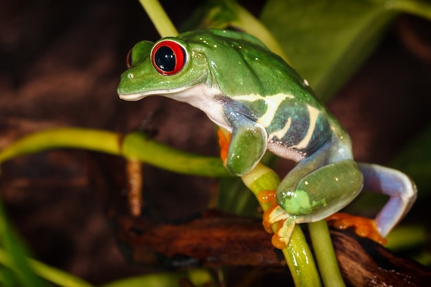 La rainette aux yeux rouges grimpe sur la tige de la plante et regarde vers le bas