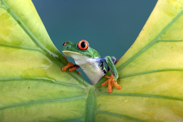 Rainette aux yeux rouges perchée sur une feuille