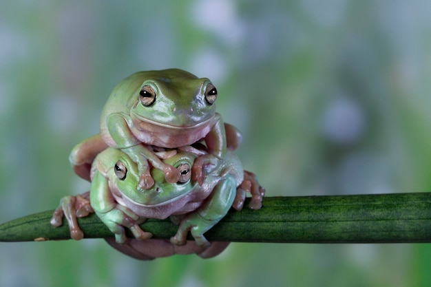 Rainette blanche australienne sur les feuilles vertes grenouille trapue sur la direction générale des animaux gros plan gros plan amphibiens