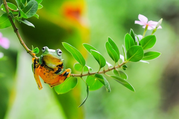 rainette sur une feuille rainette rainette grenouille grenouille volante