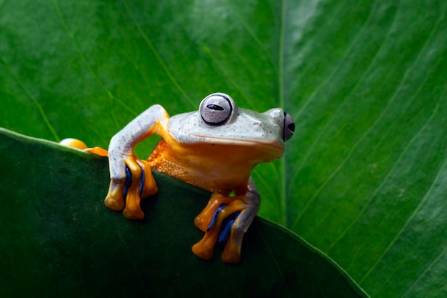 Rainette de Javan sur feuilles vertes, grenouille volante sur feuilles